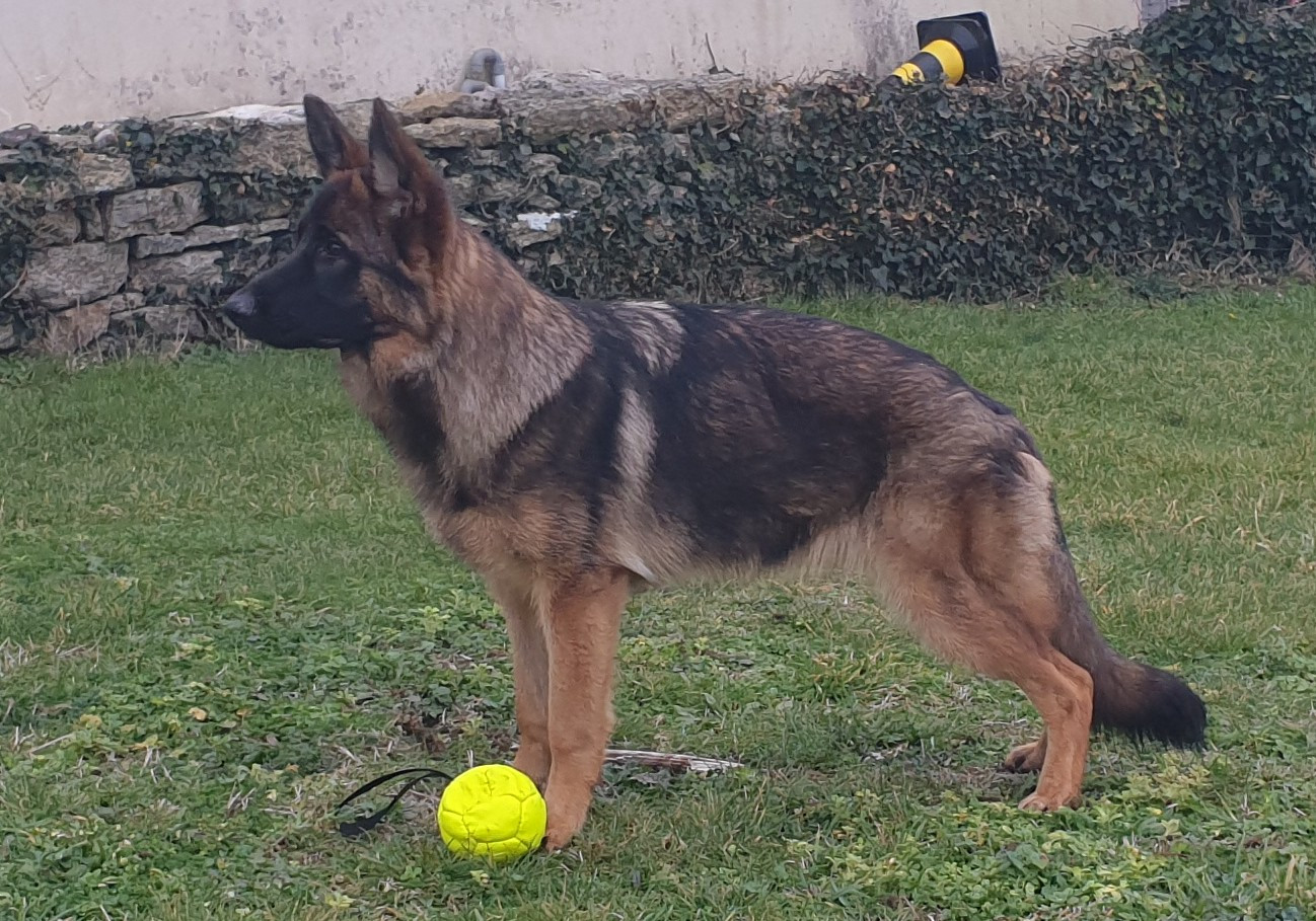TINA du Sol Invictus